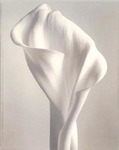 Calla Lily, 1998 by Tom Baril