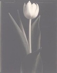 Tulip, 1995 by Tom Baril