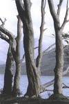 Bare Trees, Mayo, 1994 by Alen MacWeeney