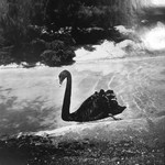 Black Swan by Jenny Lynn