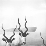 The Antelopes by Jenny Lynn